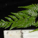 Image of Davallia denticulata (Burm. fil.) Mett. ex Kuhn