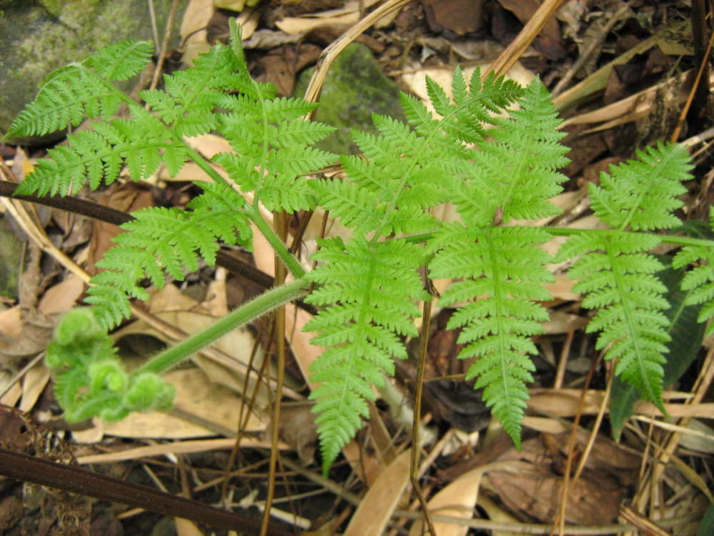 Image of Hypolepis aspidioides Christ