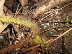 Image of macrothelypteris