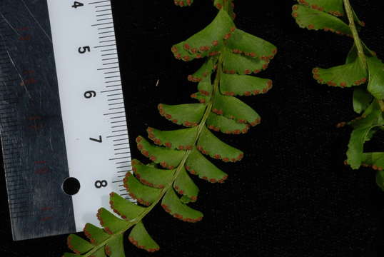 Image of Creeping Necklace Fern