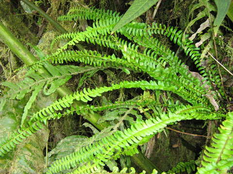 Image of Creeping Necklace Fern