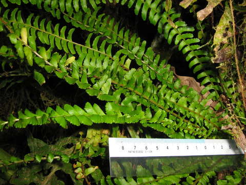 Image of Creeping Necklace Fern