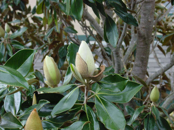 Image of southern magnolia