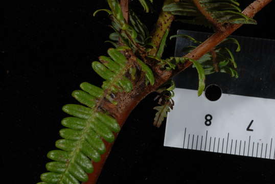 Image of Diplopterygium longissimum (Bl.) Nakai