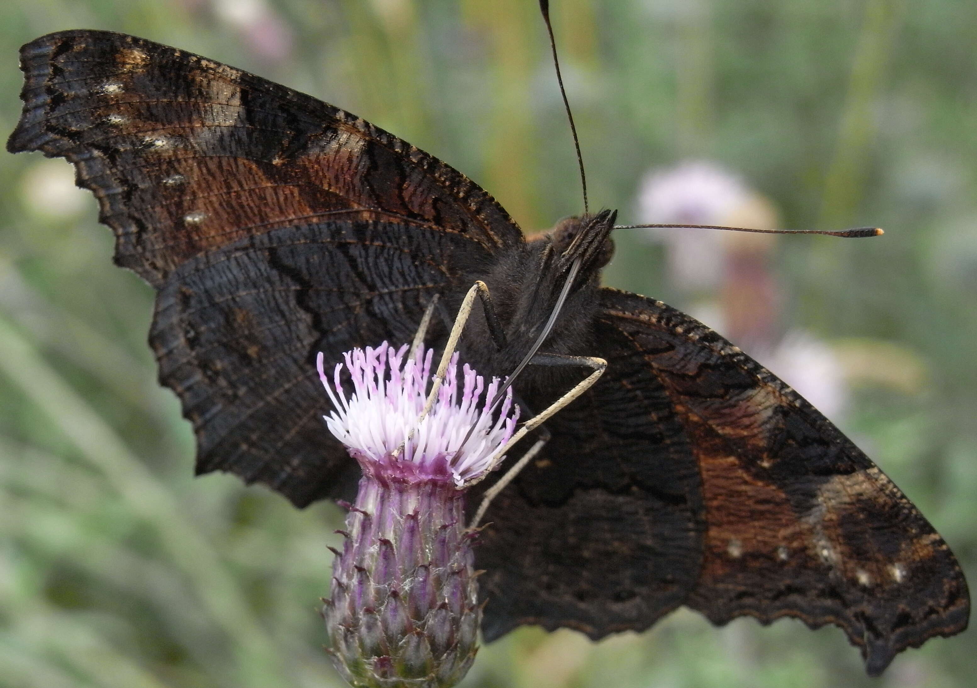 Image of Aglais io