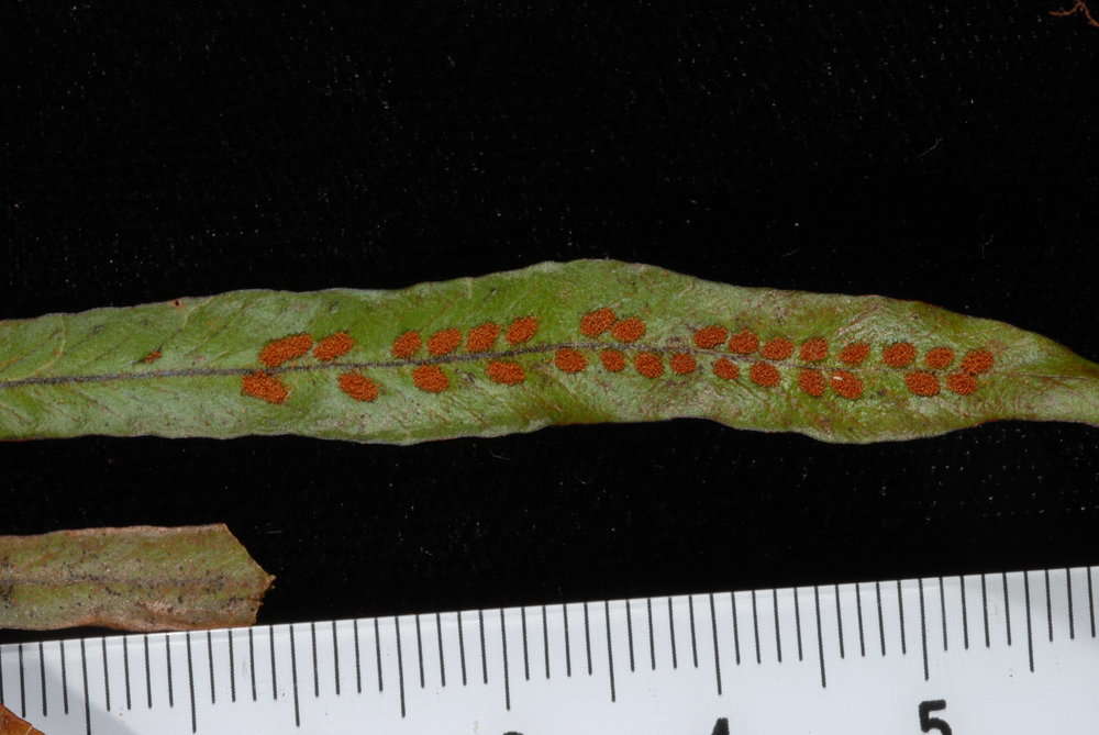 Image of dwarf polypody