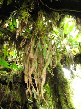 Image of dwarf polypody