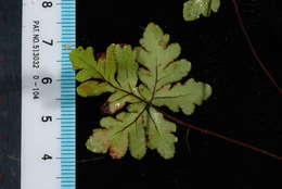 Image of doryopteris