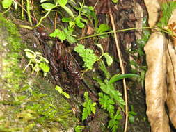 Image of doryopteris