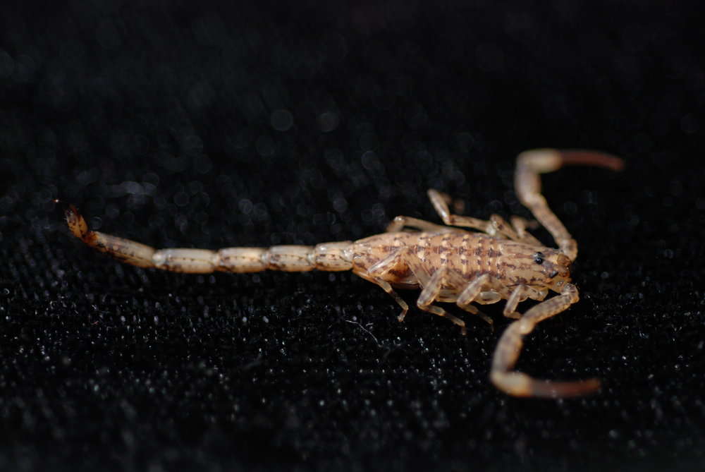 isometrus maculatus