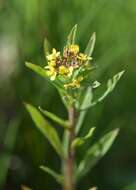 Image of treacle mustard