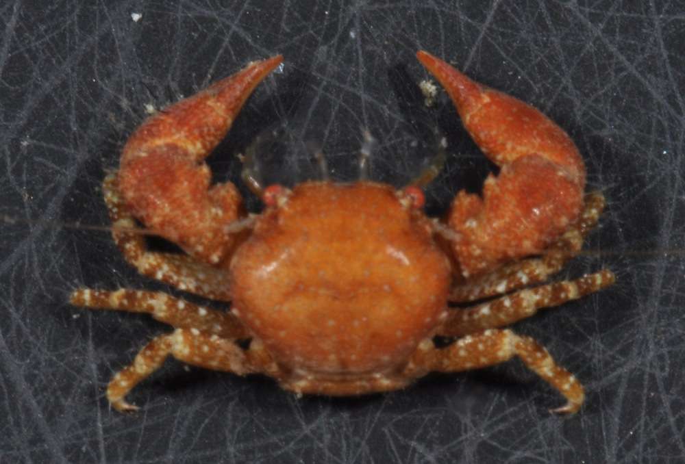 Image of squat lobsters