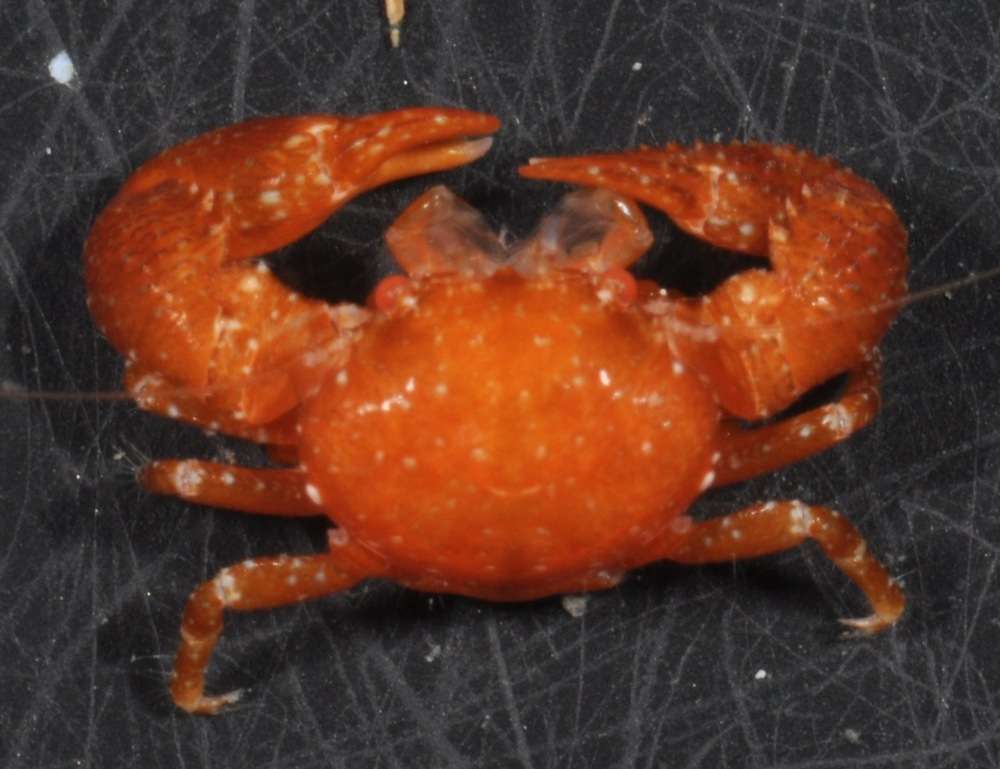 Image of squat lobsters