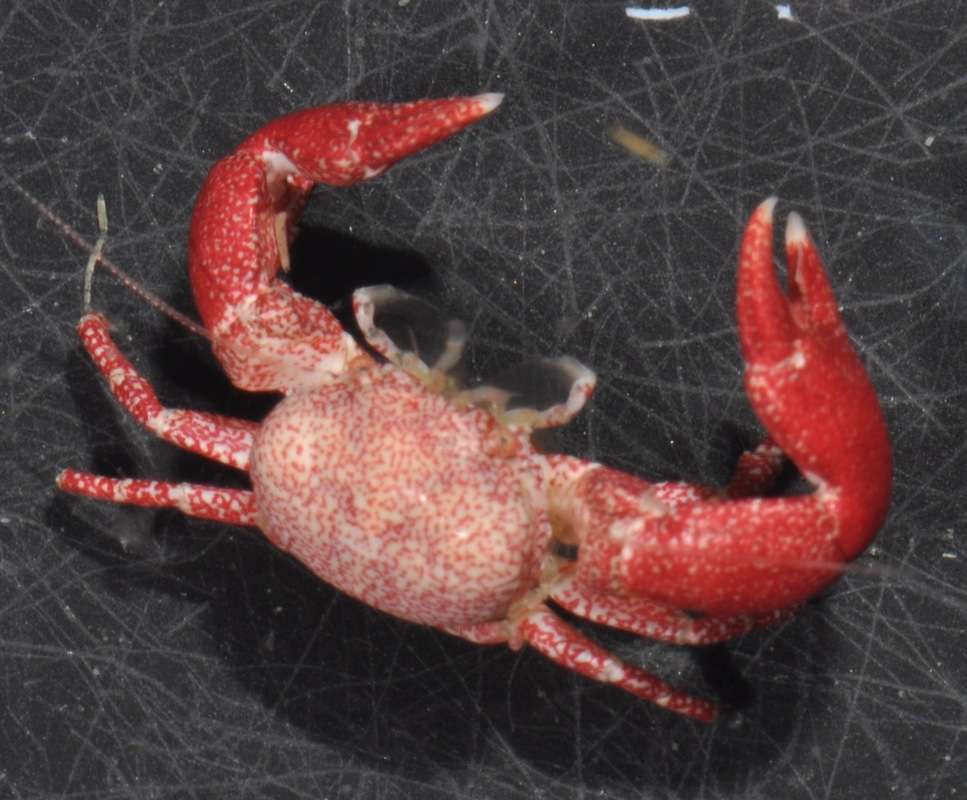 Image of squat lobsters