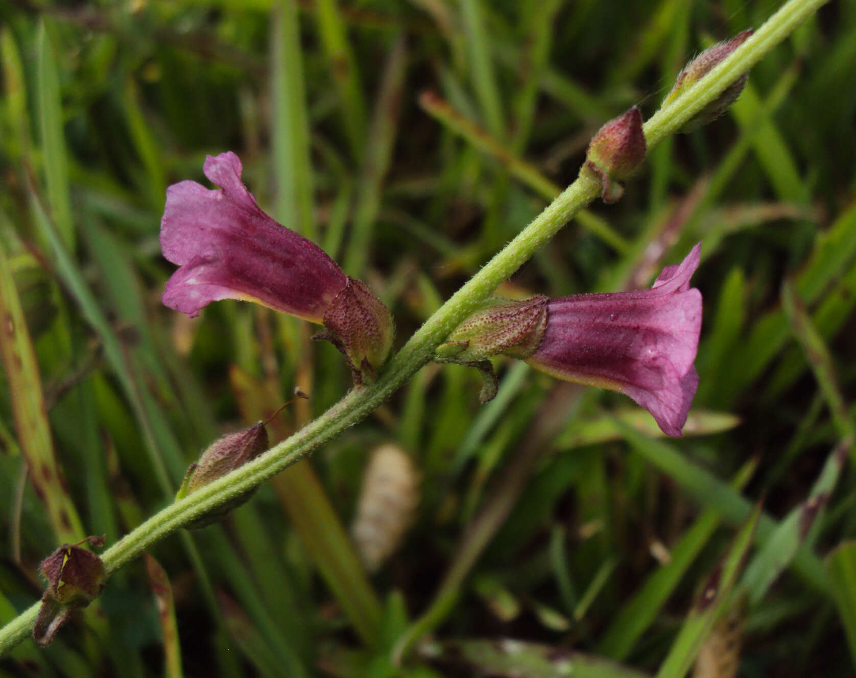 Image of Centranthera indica (L.) Gamble