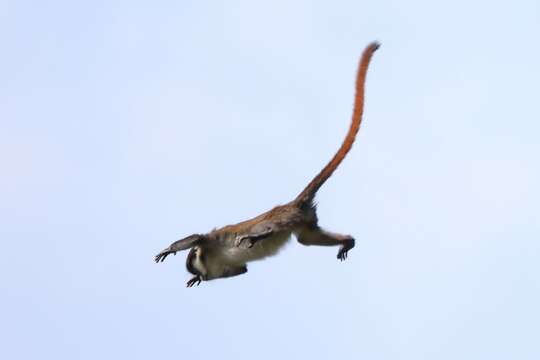 Image of Black-cheeked White-nosed Monkey