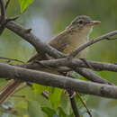 Image of Pale-olive Bulbul