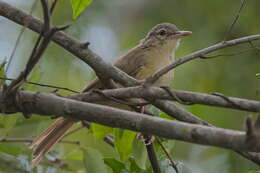 Image of Pale-olive Bulbul