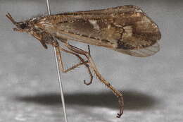 Image of Limnephilus nogus Ross 1944