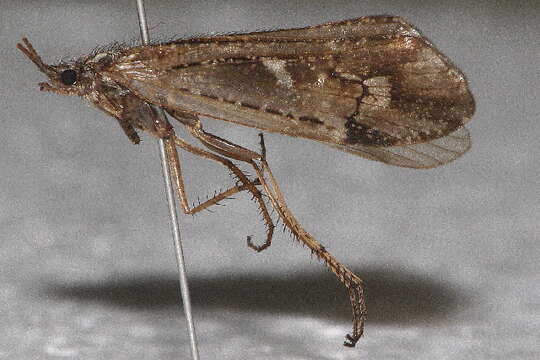 صورة Limnephilus nogus Ross 1944