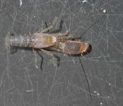 Image of Dirty sand goby shrimp