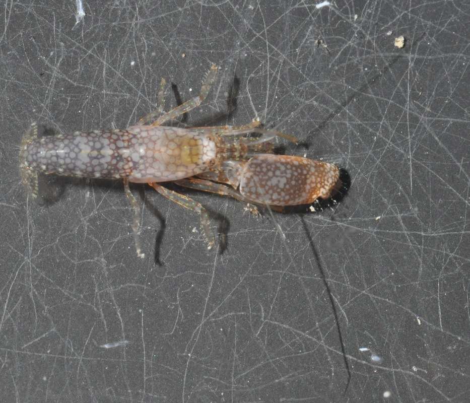 Image of Dirty sand goby shrimp