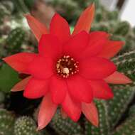 Echinopsis resmi