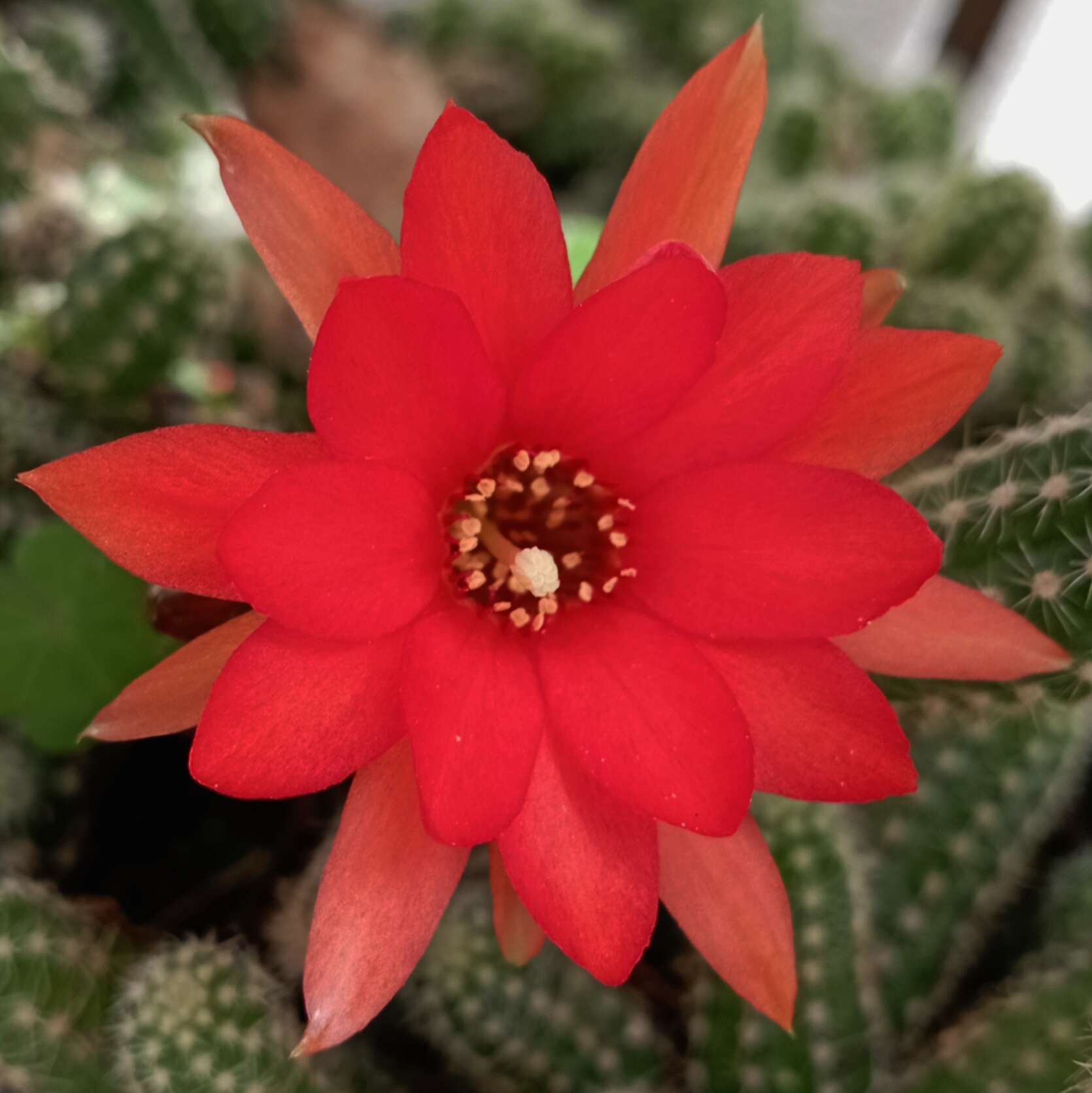 Echinopsis resmi