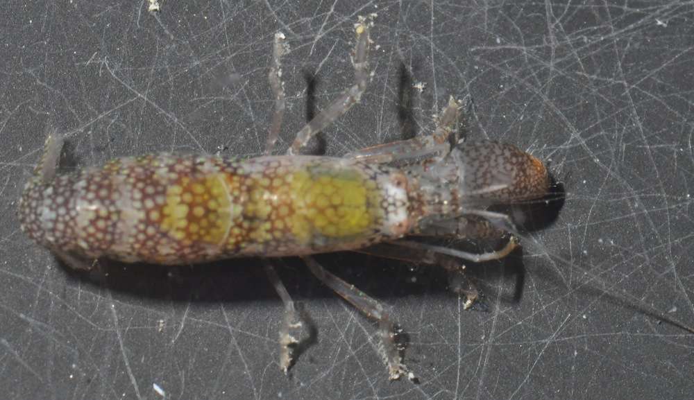 Image of Dirty sand goby shrimp