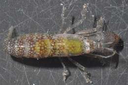 Image of Dirty sand goby shrimp