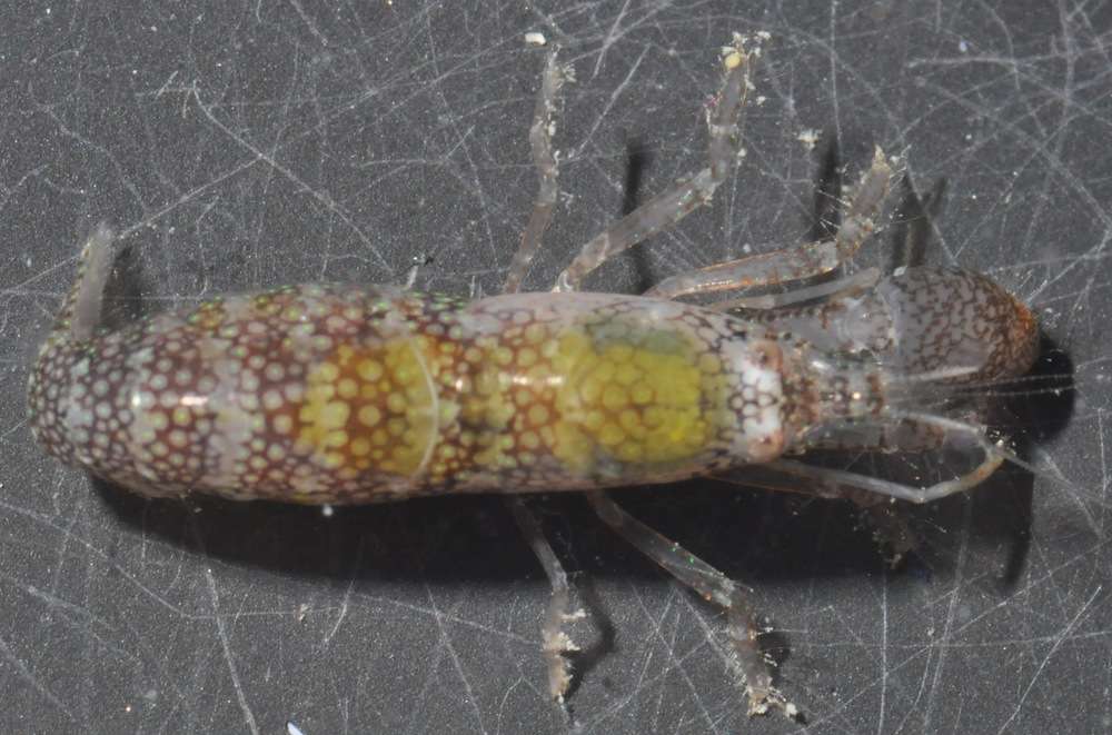 Image of Dirty sand goby shrimp