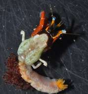 Image of Blue eyed orange hermit crab