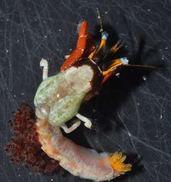 Image of Blue eyed orange hermit crab