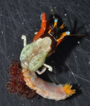 Image of Blue eyed orange hermit crab