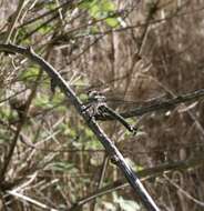 Image of Chilean Petaltail