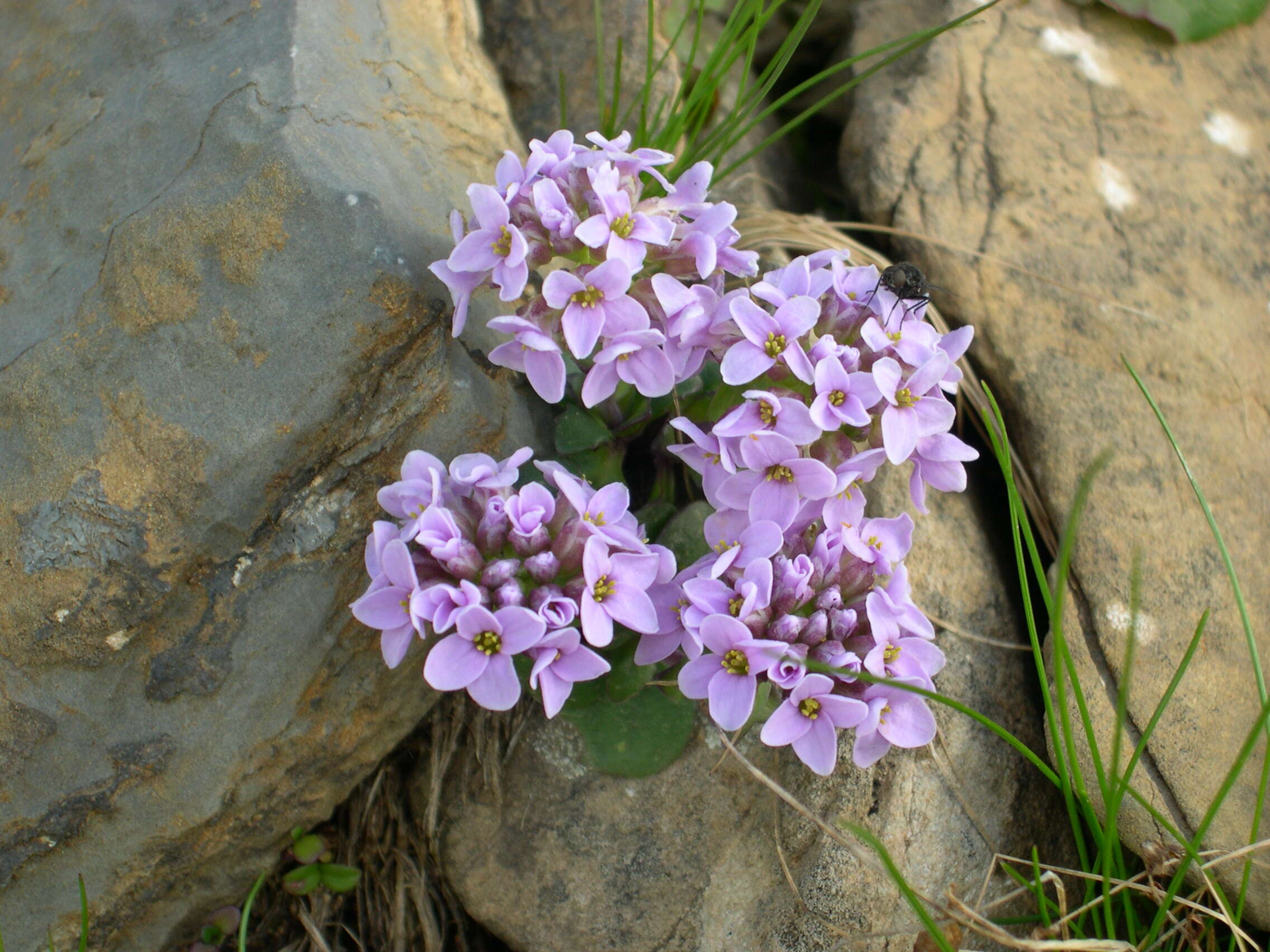 Imagem de Noccaea rotundifolia (L.) Moench