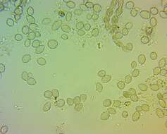 Image of Monilinia fructicola (G. Winter) Honey 1928