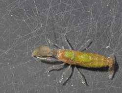 Image of Dirty sand goby shrimp