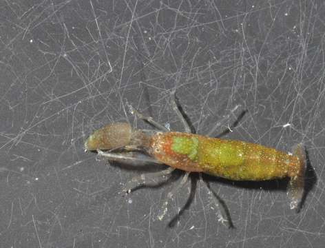 Image of Dirty sand goby shrimp