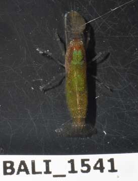 Image of Dirty sand goby shrimp