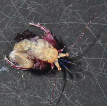 Image of Hermit Crabs and Mole Crabs