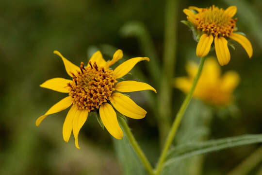 Plancia ëd Heliomeris hispida (A. Gray) Cockerell