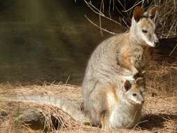 Image of Dama Wallaby