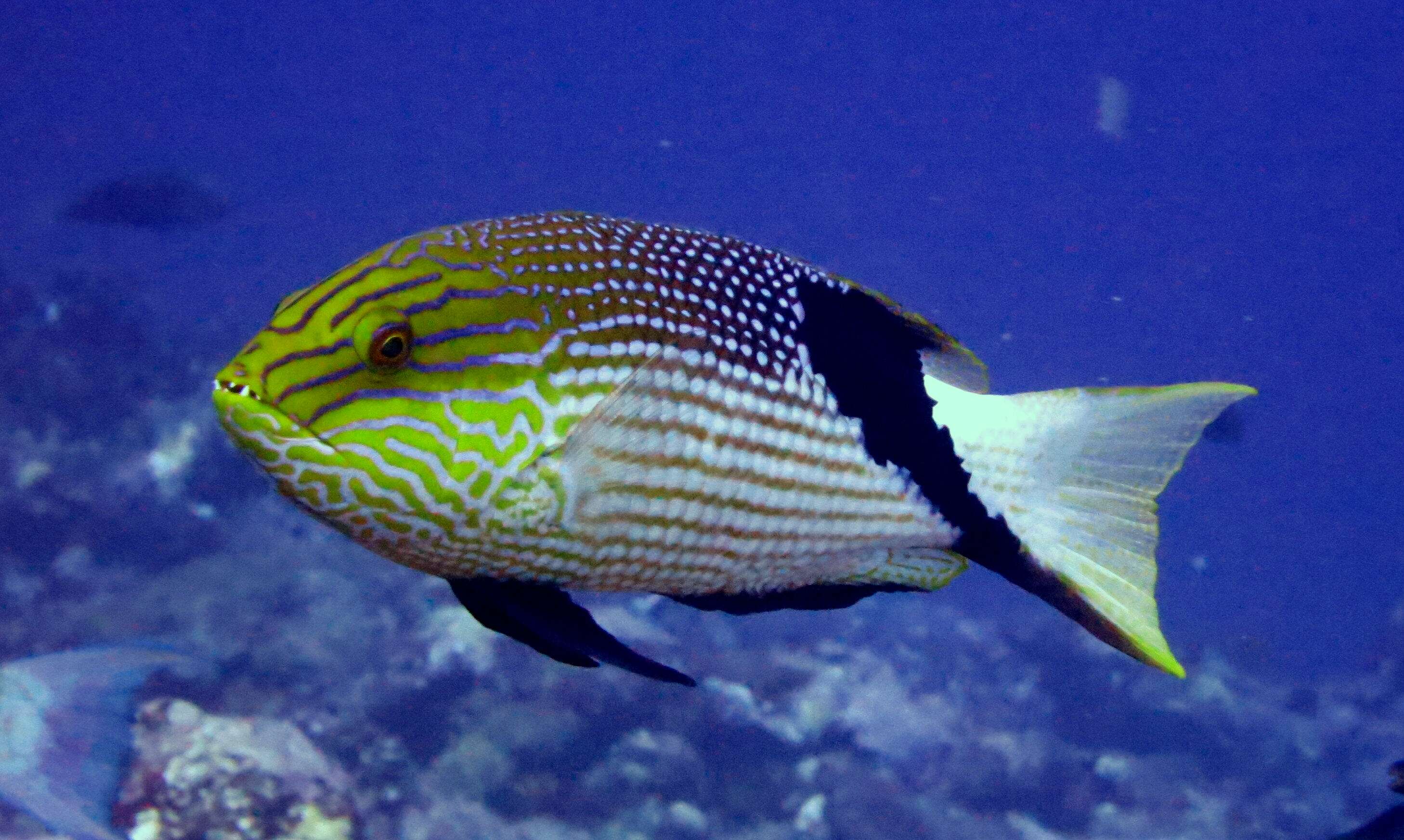 Image of Blackfin hogfish