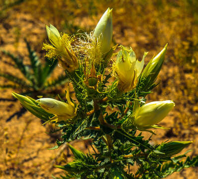 Image of tenpetal blazingstar