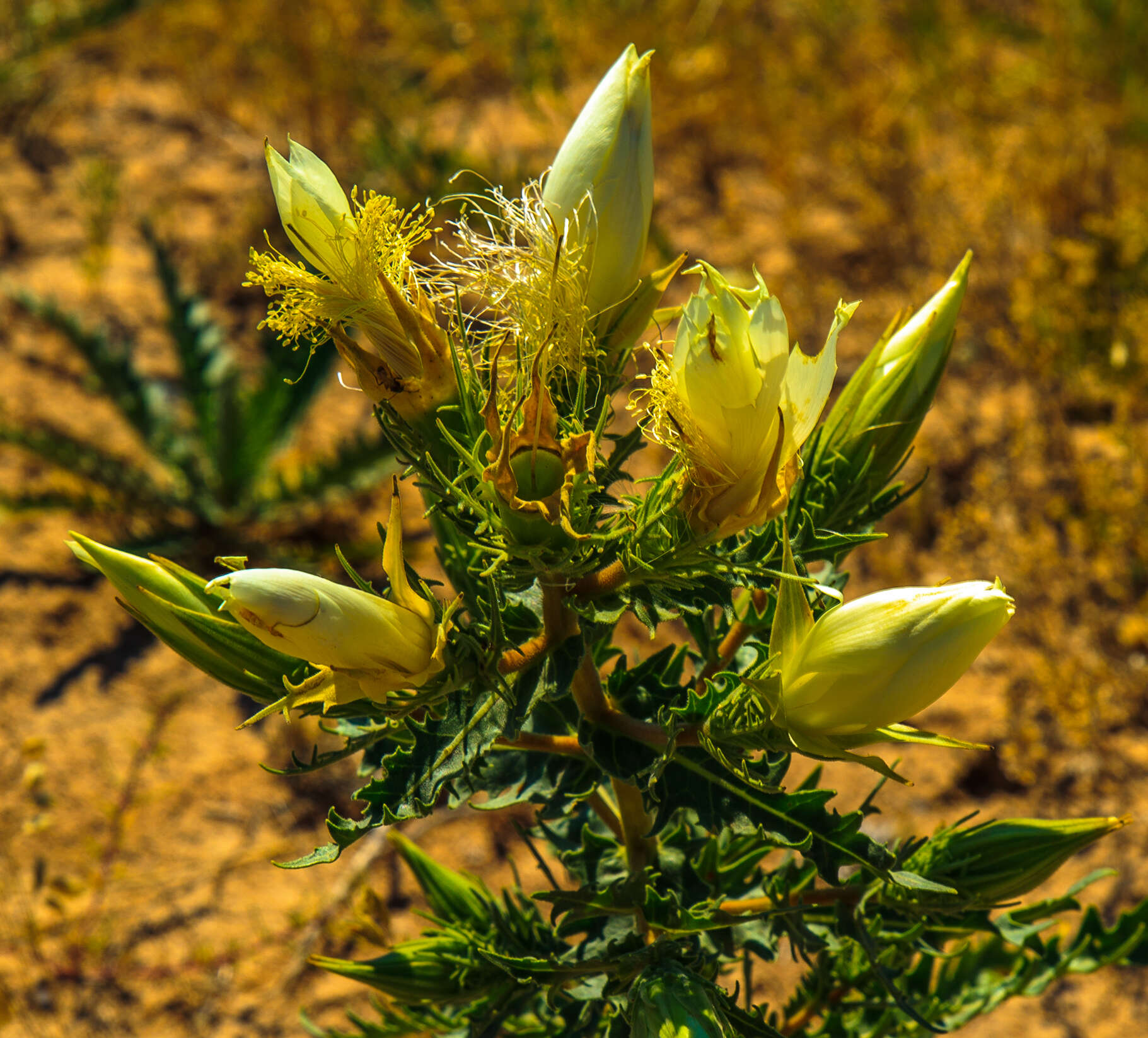 Image of tenpetal blazingstar