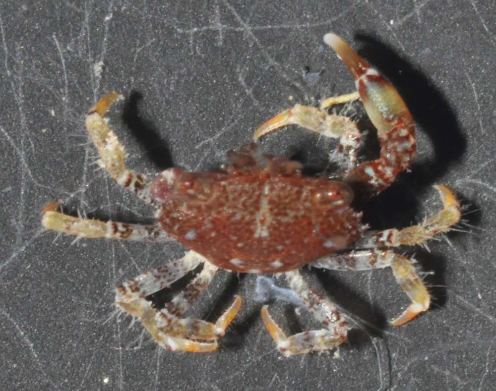 Image of Gorilla crabs