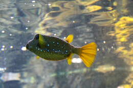 Image of Yellow boxfish