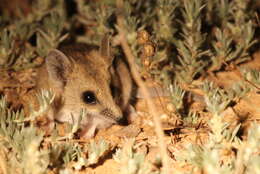 Image of Fat-tailed Dunnart