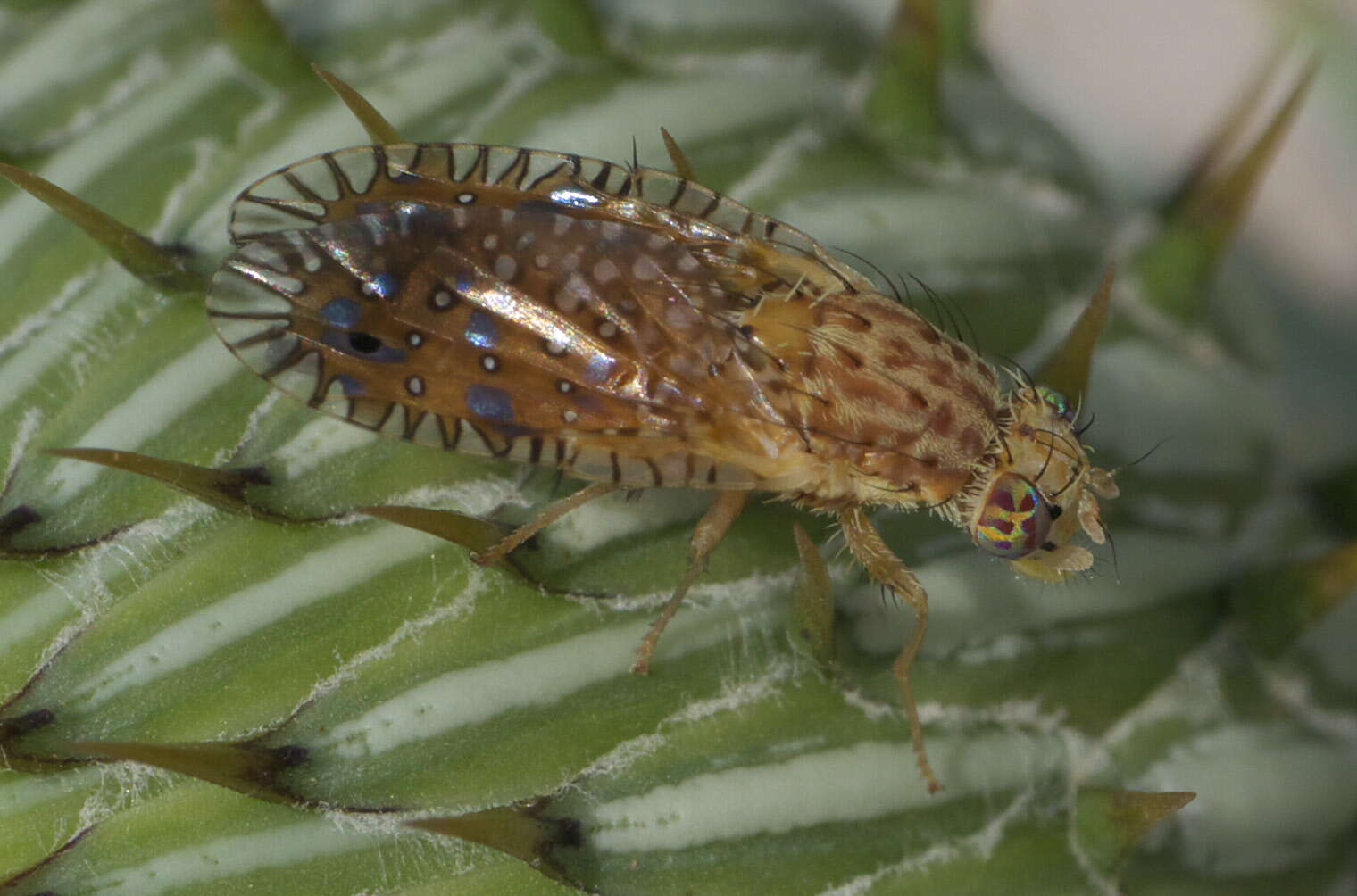 Image of Paracantha culta (Wiedemann 1830)